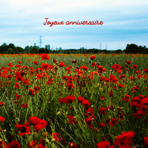 Bon Anniversaire Fleurs Des Champs